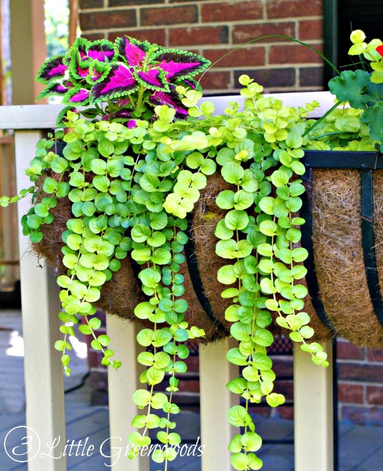 MUST read post for choosing The Easiest and Best Plants for Hanging Baskets! Fabulous Ideas for Curb Appeal