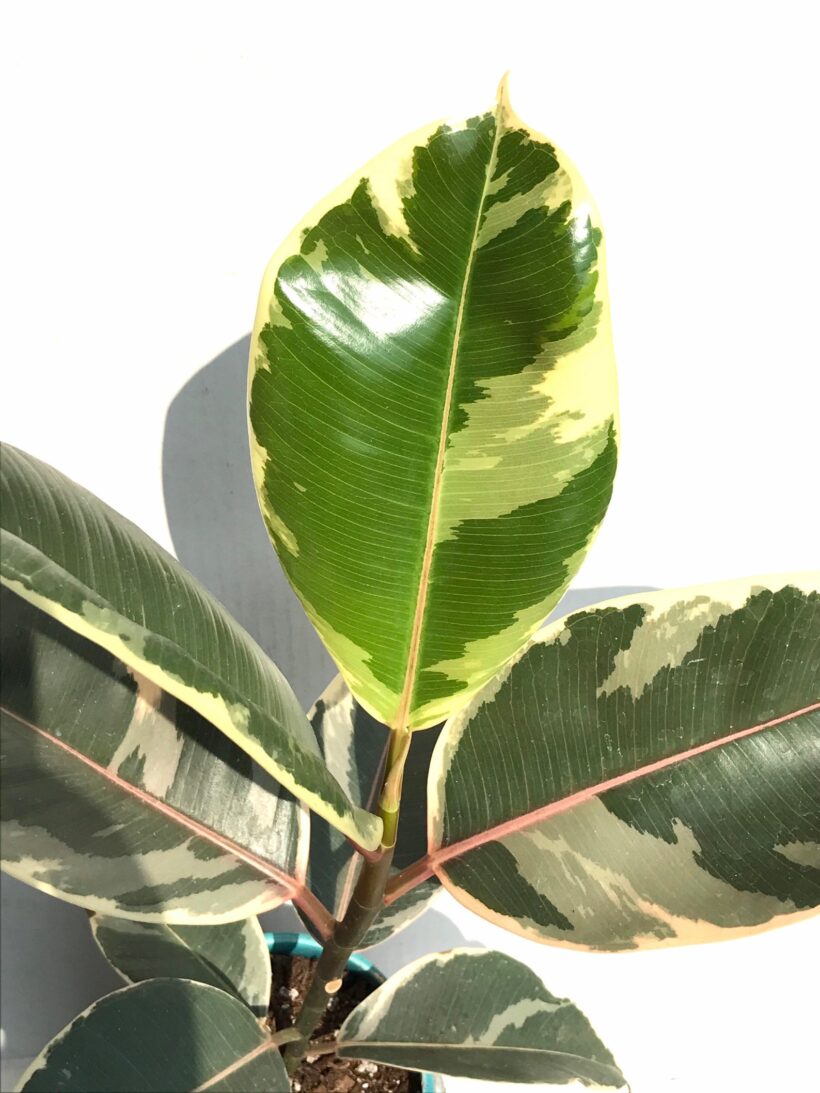 variegated rubber plant presents for mothers