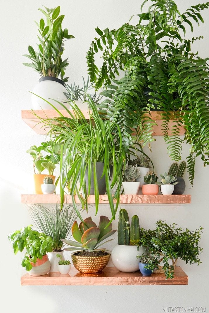 copper shelves with plants