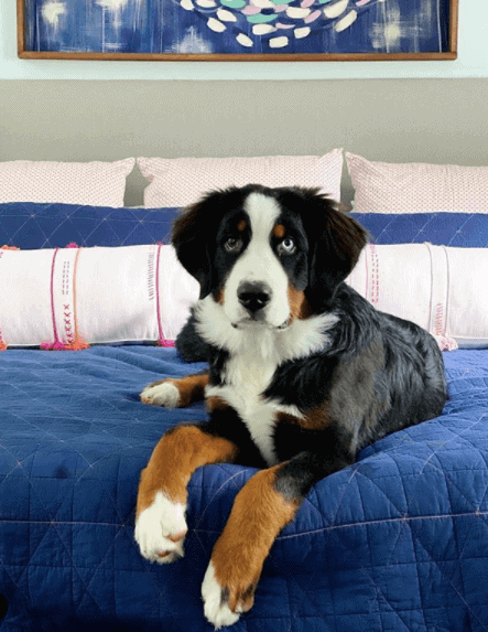 Bernese Mountain Dog on bed