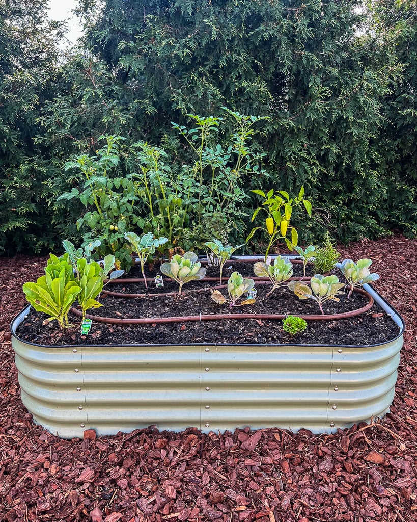 green Vego garden bed in mulched area of yard