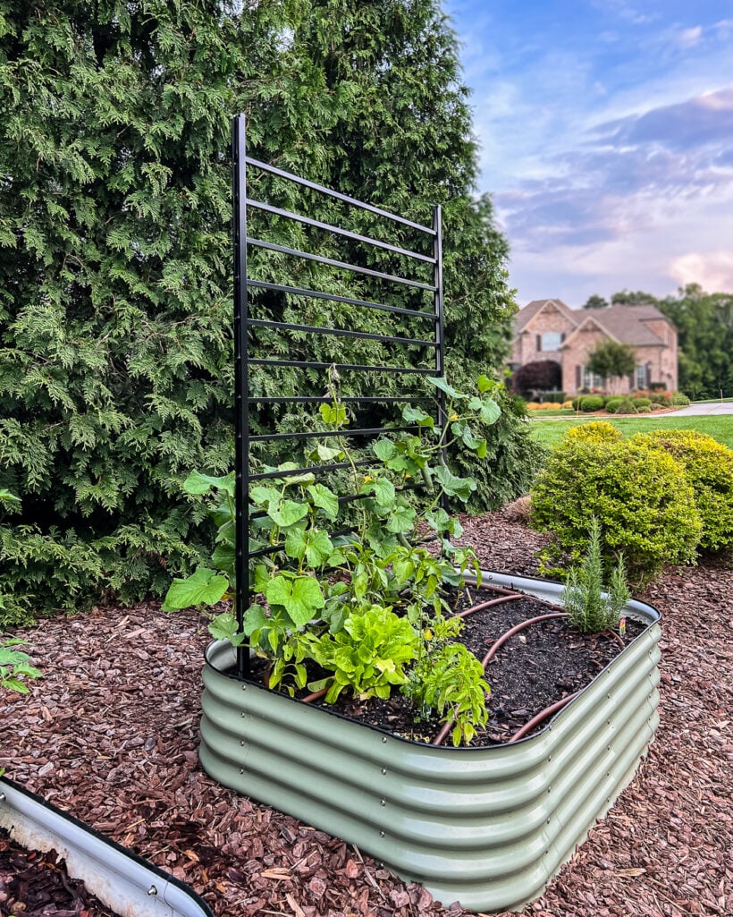 Vego raised bed with DIY black iron trellis for growing vegetables