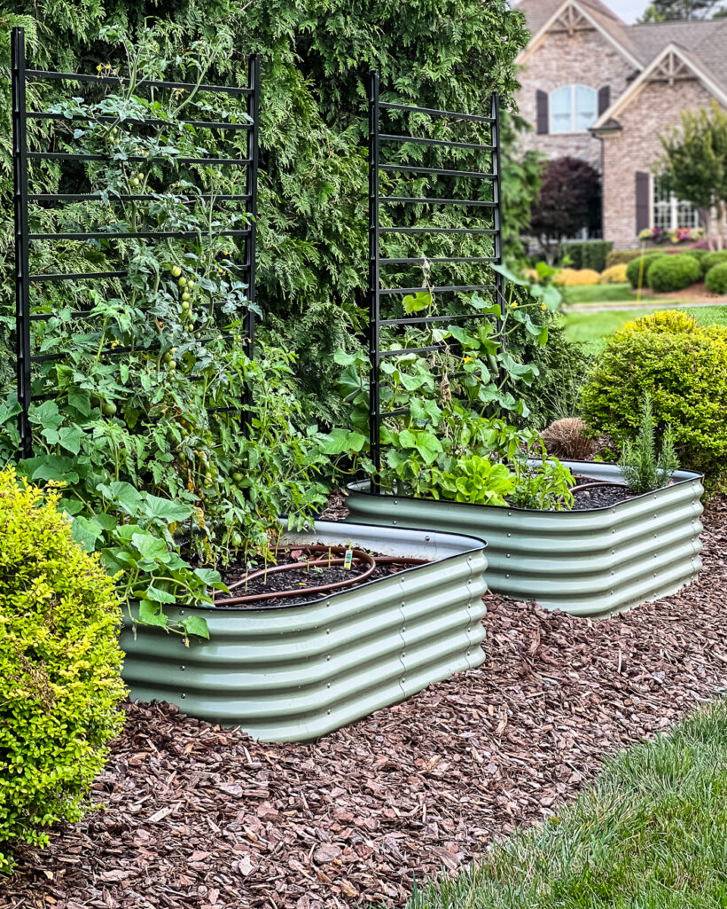green Vego garden beds in mulched garden bed of residential home