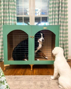 Bernese Mountain Dog inside a DIY wooden dog crate painted green with brass accents with English Cream Golden Retriever puppy sitting outside of crate