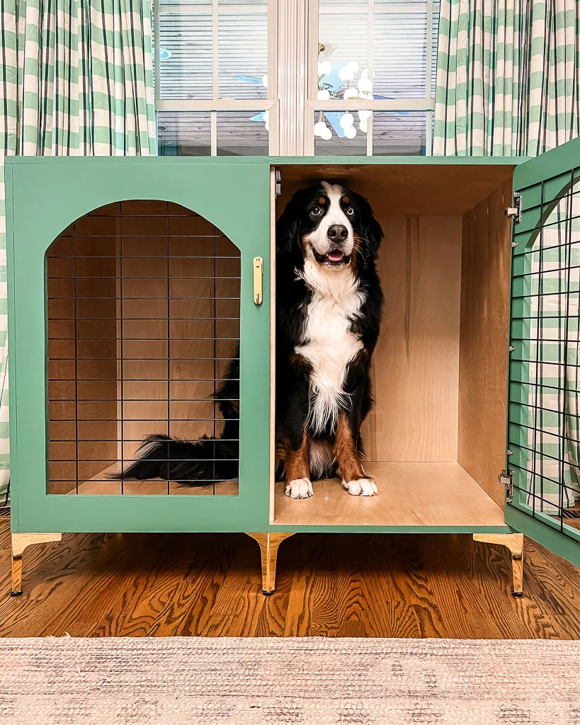 Bernese Mountain Dog inside a DIY wood dog crate painted green with brass accents