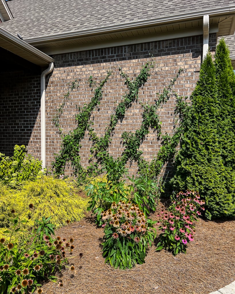 diy wire trellis with Clematis vine on brown brick house