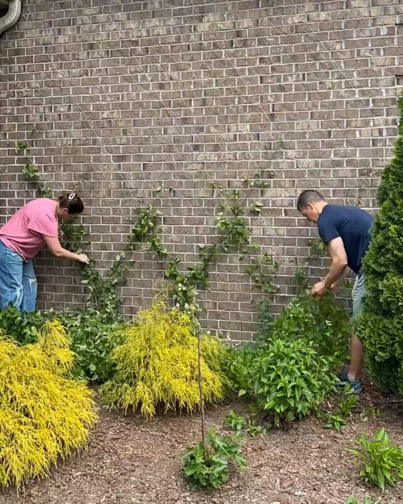 man and woman training Clematis vine on DIY wire trellis on brick home