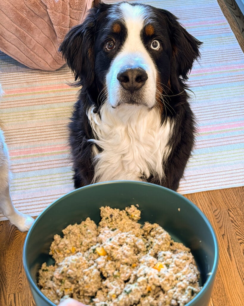 Bernese Mountain Dog waiting for fresh Ollie dog food to be served