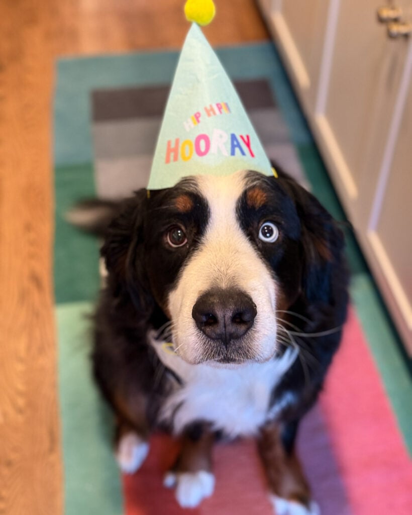 Bernese Mountain Dog with birthday hat on