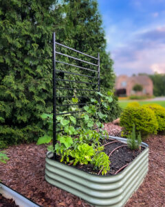 photo of a Vego garden bed with a DIY modern, black trellis