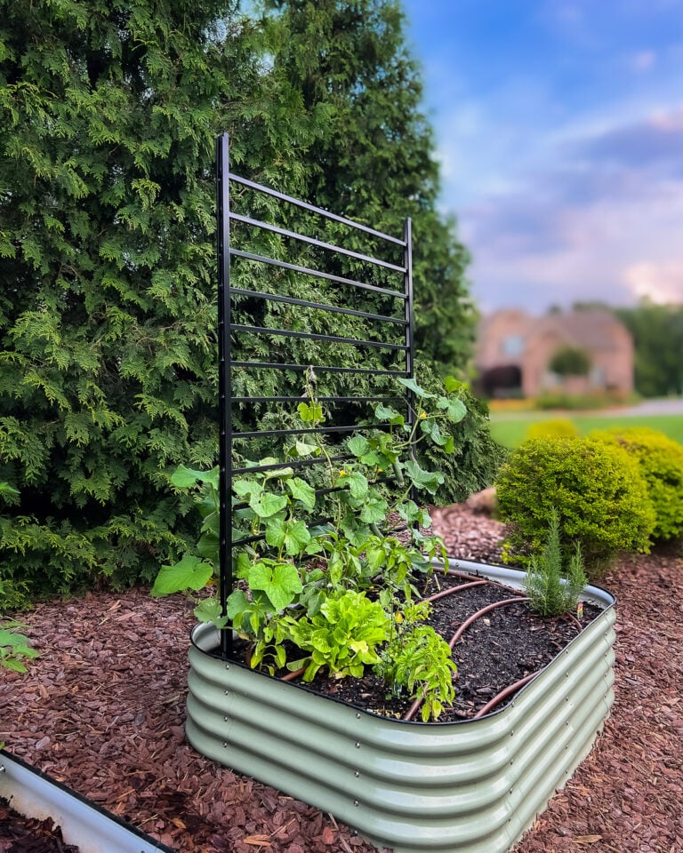 photo of a Vego garden bed with a DIY modern, black trellis